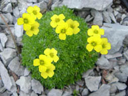 Draba rigida imbricata